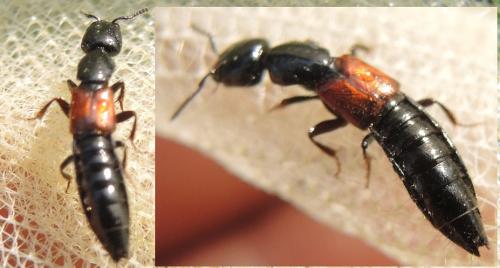 Réf. 294 649 : Megalinus glabratus